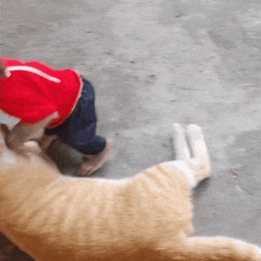 a child wearing a red hat playing with a cat