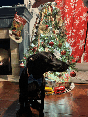 a dog in front of a christmas tree with a merry christmas stocking