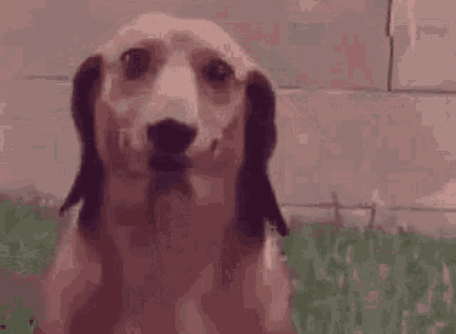 a close up of a dachshund making a funny face .