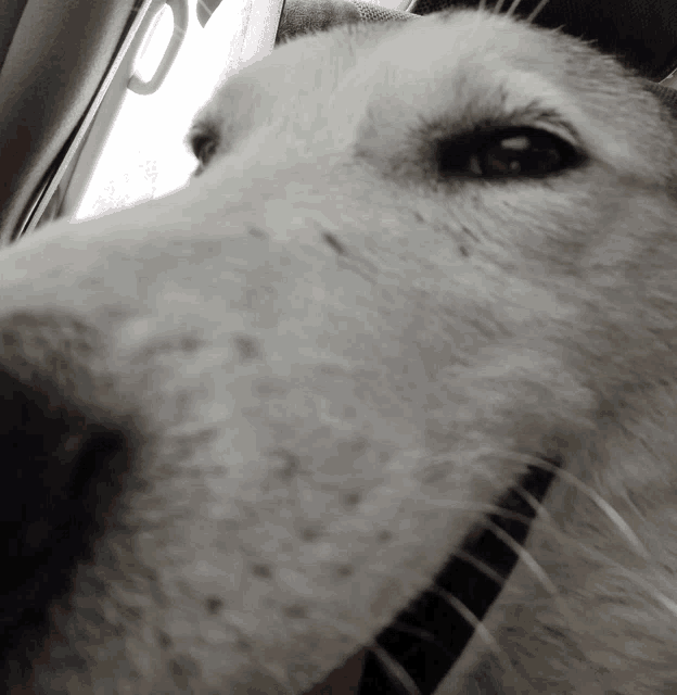 a close up of a dog 's face with the letter o visible