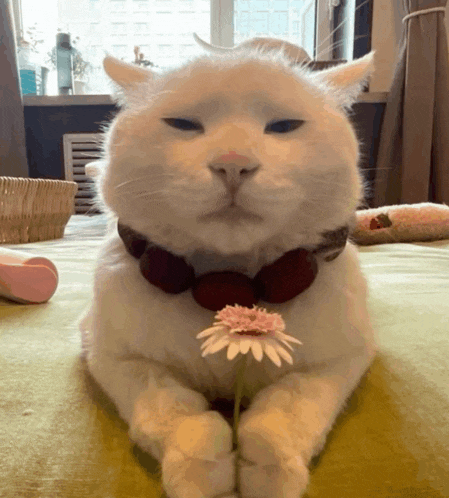 a white cat is laying down with a flower in its paws