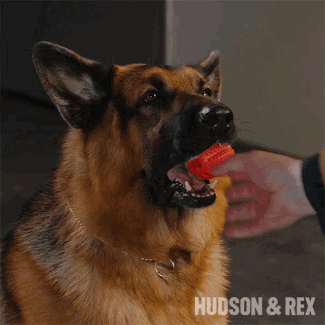 Giving The Ball Rex GIF - Giving The Ball Rex Diesel Vom Burgimwald GIFs