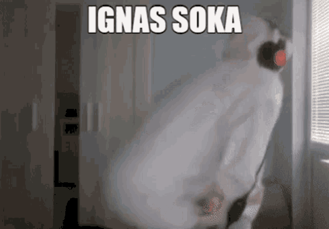 Ignas Soka Ignas GIF - Ignas Soka Ignas Soka GIFs