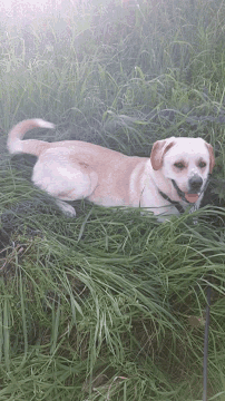 a dog is laying in the grass and looking up