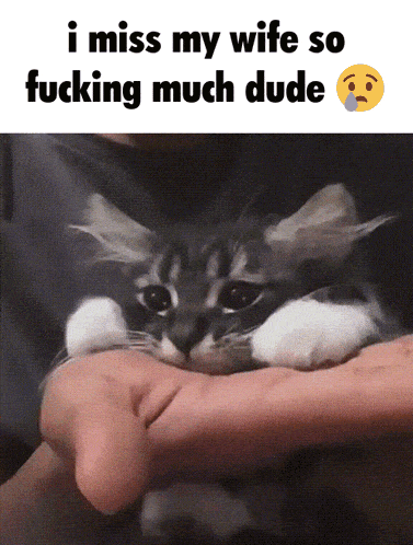 a cat is being held in someone 's hand with the caption " i miss my wife so fucking much dude " above it