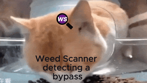 a cat in a clear container with the words weed scanner detecting a bypass on the bottom