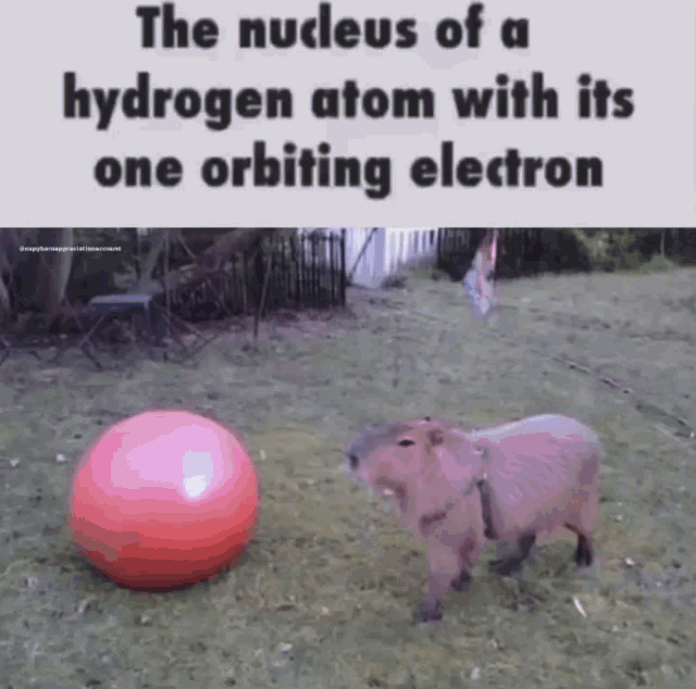 Capybara Meme GIF
