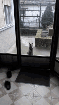 a dog is looking out of a doorway with a door mat on the floor