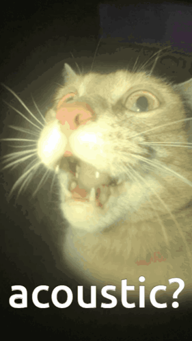 Acoustic Dumb GIF - Acoustic Dumb Funny Cat GIFs