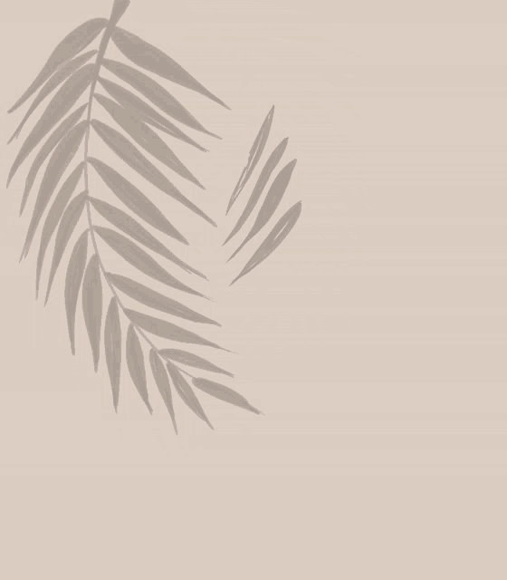 a shadow of a palm leaf is cast on a beige background