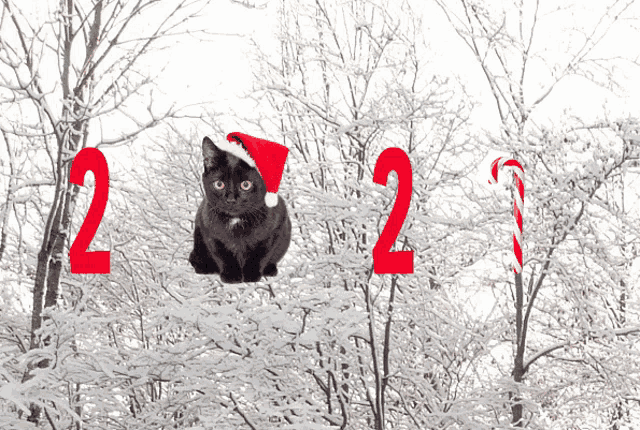 a black cat wearing a santa hat sits in the snow with the numbers 2 and 2 behind it