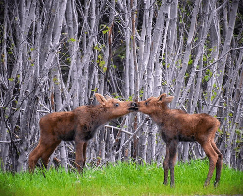 a couple of moose standing next to each other in a forest
