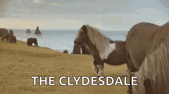 a group of horses standing on a sandy beach with the words the clydesdale written below them