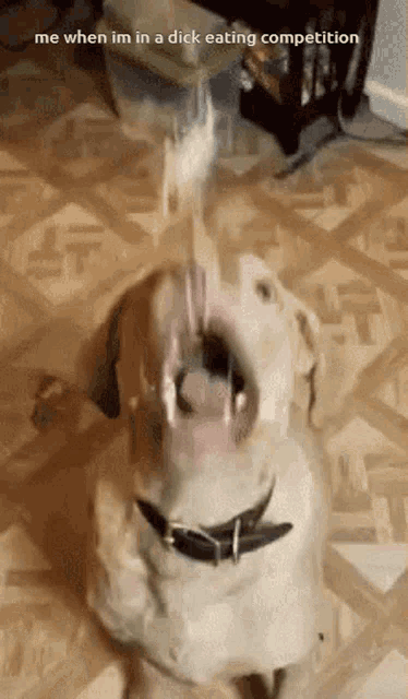a dog with its mouth open is eating something with a caption that says me when im in a dick eating competition