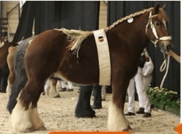 a brown horse with a braided mane and bridle