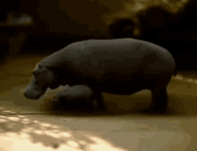 a hippopotamus is standing on its hind legs in the dirt .
