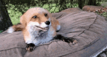Fox Finnegan Fox GIF - Fox Finnegan Fox Queen Dixie GIFs