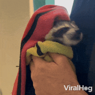 a person is holding a raccoon wrapped in a towel with viralhog on the bottom