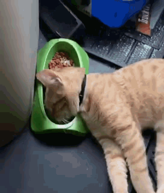 a cat is eating out of a green bowl
