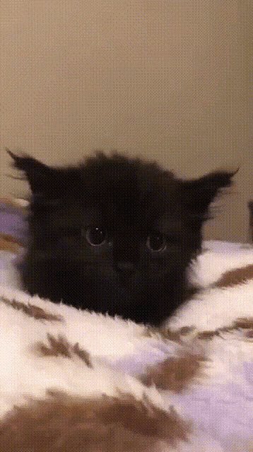 Cute Cat Cat GIF - Cute Cat Cat Uwu GIFs