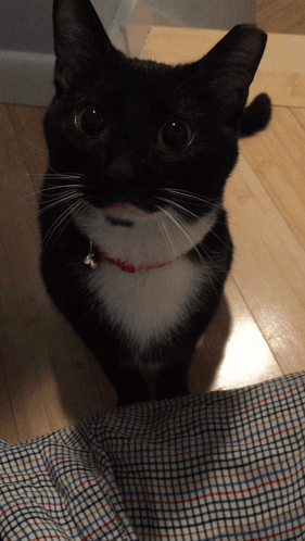 Boop Cat GIF - Boop Cat Tuxedo GIFs