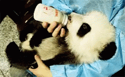 Panda Bear Baby Panda GIF - Panda Bear Baby Panda Eating GIFs
