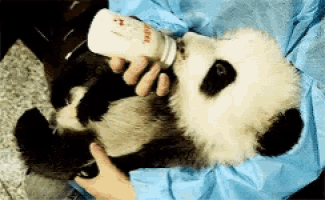 a person is feeding a baby panda bear a bottle