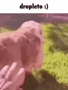 a close up of a person holding a hamster with the words dropleto written on the bottom