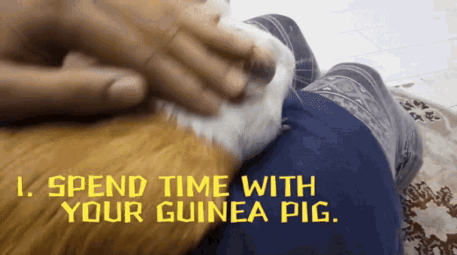 How To Keep One Guinea Pig Happy GIF - How To Keep One Guinea Pig Happy GIFs