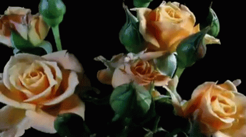Yes Flowers GIF - Yes Flowers Roses GIFs