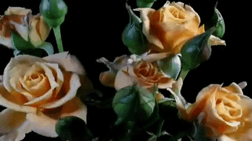 a bunch of yellow roses with green leaves on a black background .