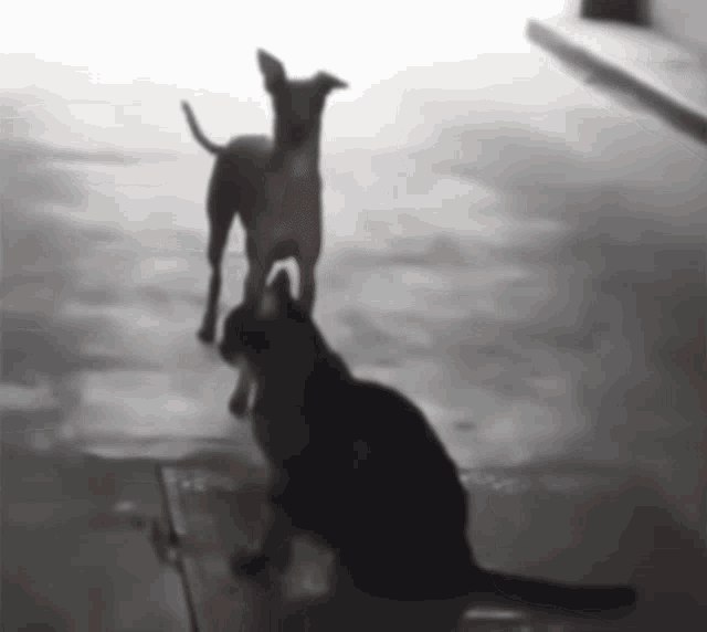 Funny Dog Dance GIF - Funny Dog Dance Dog Dance Dance GIFs