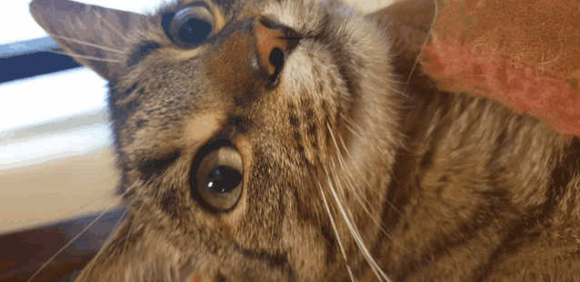 a close up of a cat 's face looking up at something