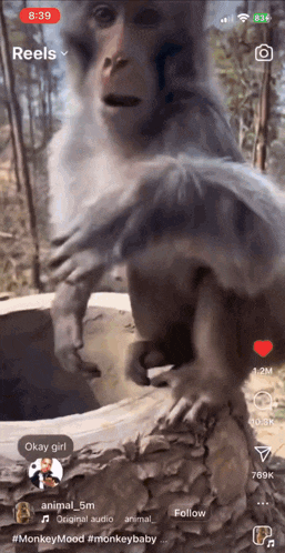 a phone screen shows a monkey on a log and says okay girl