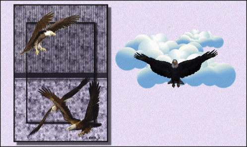 Bird Eagle GIF - Bird Eagle GIFs