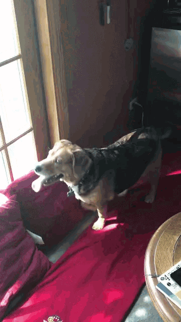 a brown and black dog standing on a red blanket in front of a window