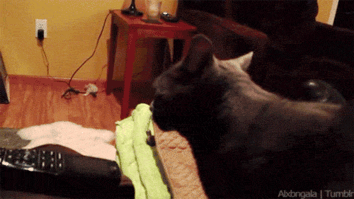 What Cat GIF - Wat What Surprise GIFs
