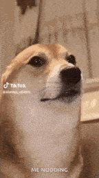 a dog is looking up at the camera while sitting in front of a mirror .