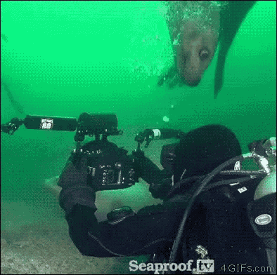 Seal Bite GIF