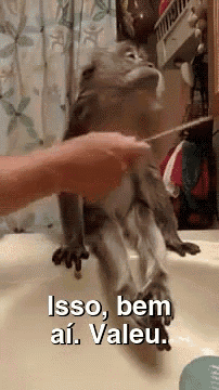 a person is brushing a monkey 's hair with a toothbrush in a bathroom sink .