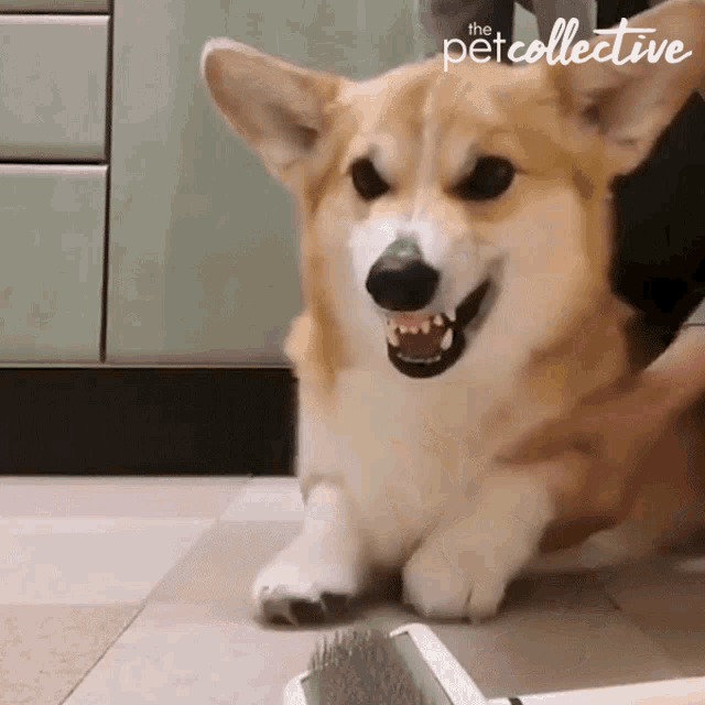 a corgi dog with its mouth open is being brushed by a person .
