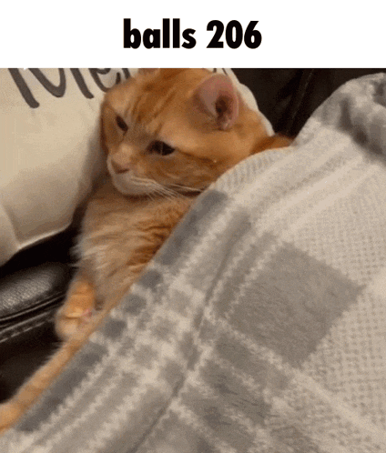 a cat is wrapped in a blanket with balls 206 written above it