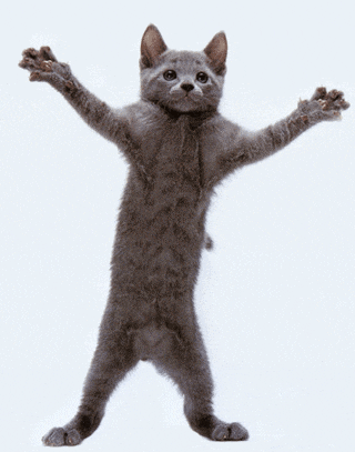 a gray kitten standing on its hind legs with its paws outstretched