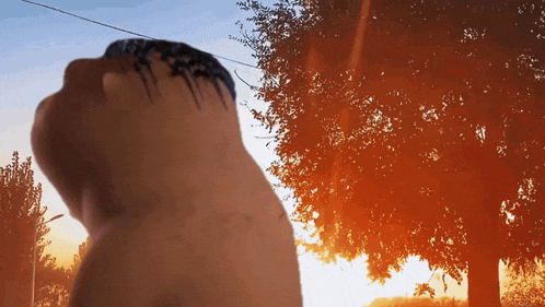 a person standing in front of a tree with the sun shining through the branches