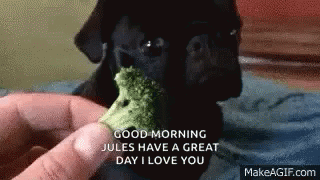 Pugs Eating Broccoli GIF - Pugs Eating Broccoli Good Morning GIFs