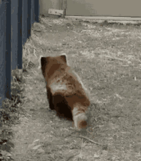 a red panda is standing on its hind legs on a dirt field .