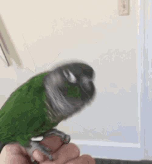 a green parrot is perched on a person 's hand and looking at the camera .
