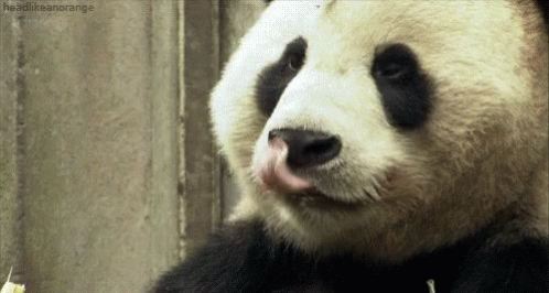 Hungry Panda GIF - Hungry Panda Eat GIFs