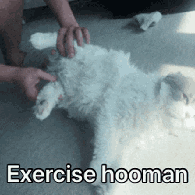 a picture of a cat with the words exercise hooman below it