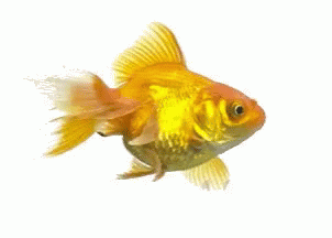 Fish1 Gold Fish GIF